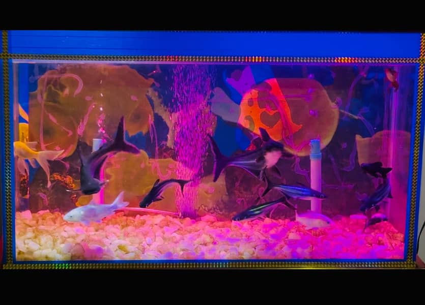 Aquariums  | Fish Aquariums | Fish Tank | Fish Aquariums Tank For Sale

                                                            alt=