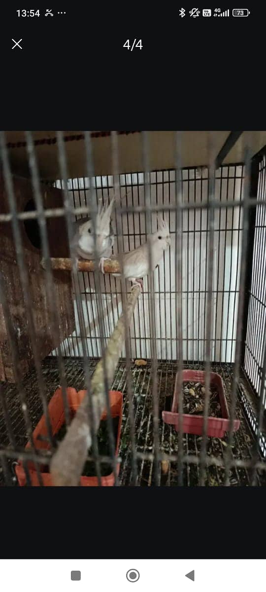 Red rosella male | Raw parrot female |  Cocktail breeder pair

                                                            alt=