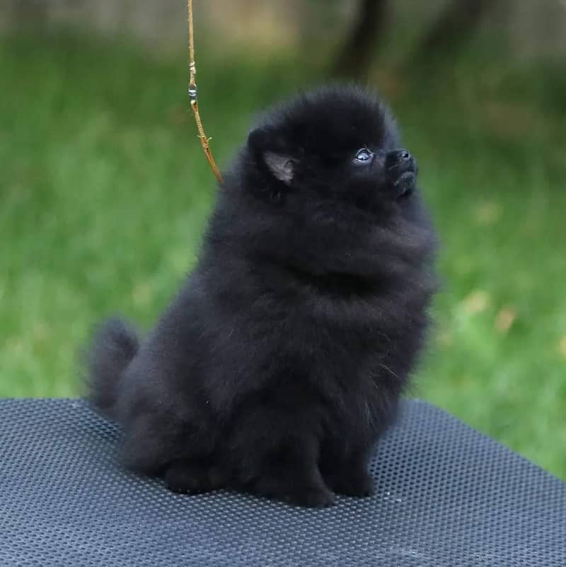 ALL DOG BREEDS IN HYDERABAD

                                                            alt=