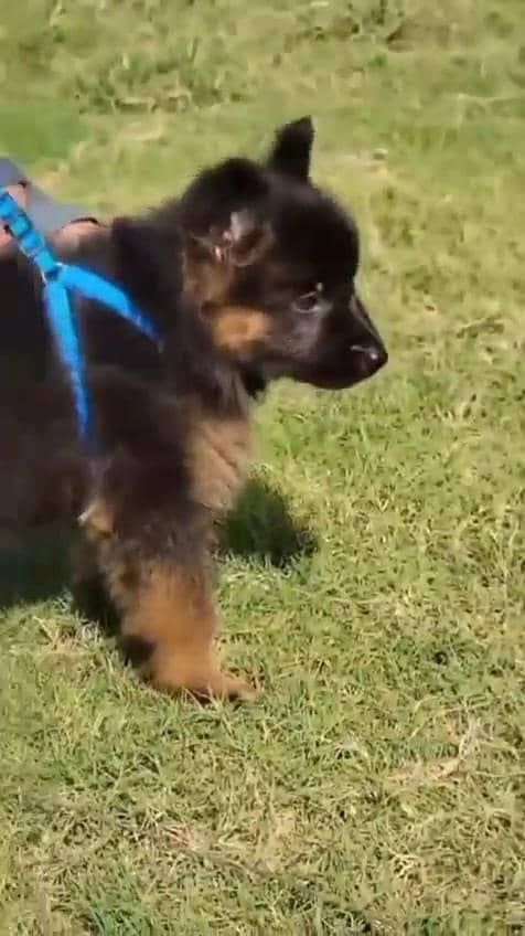 German Shepherd puppy for sale

                                                            alt=