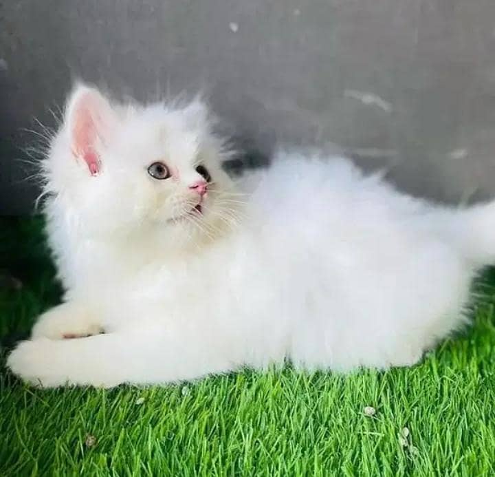 Persian female kitten for sale My WhatsApp number 03 20 24 100 47

                                                            alt=