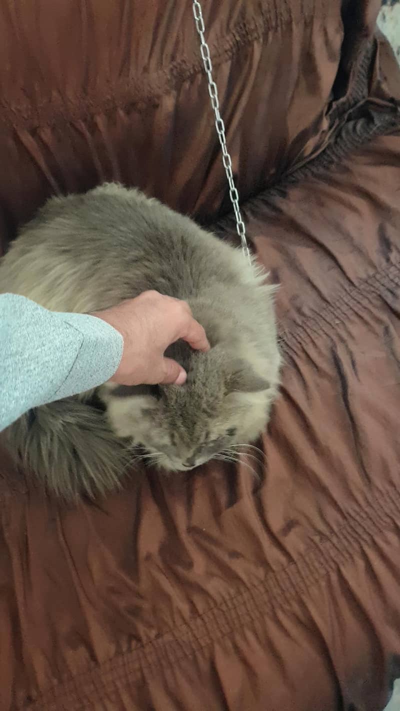 male cat  full active and playing cat breed ka liya bi ready hn