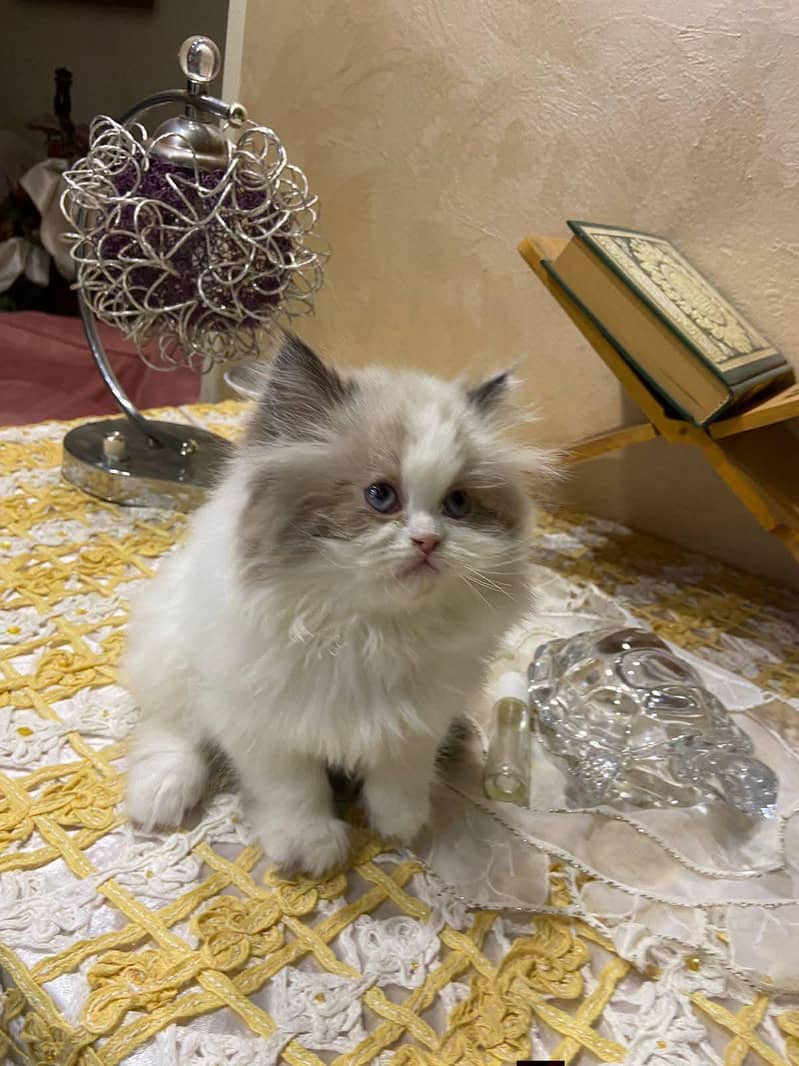 Persian good breed kittens avail. WhatsAp=03103699468

                                                            alt=