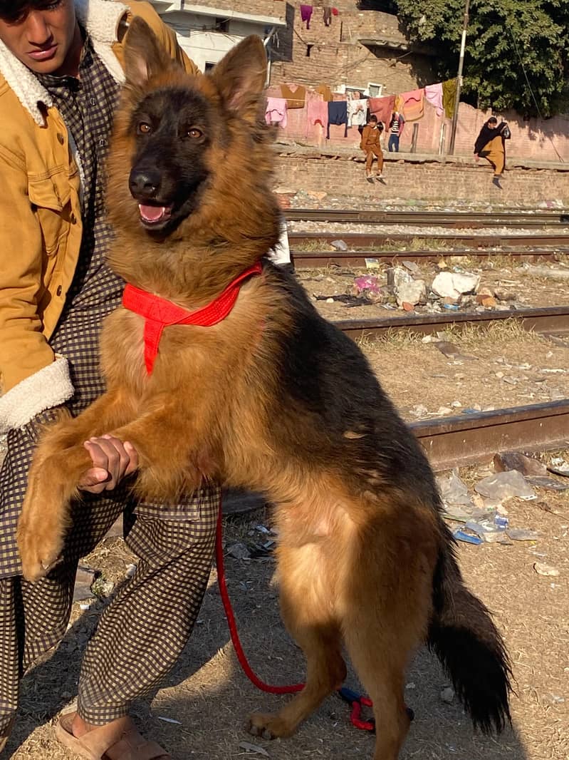 German Shepherd dog for sale

                                                            alt=