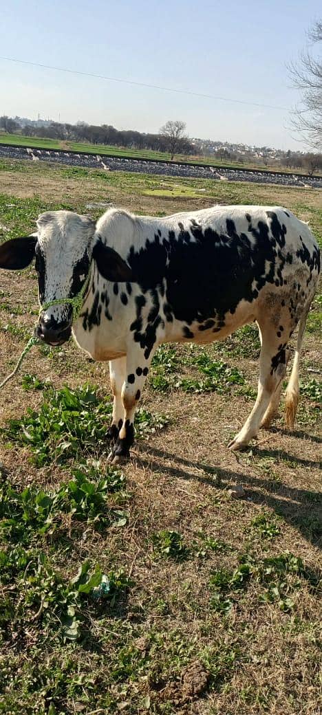 urgent for sale

                                                            alt=