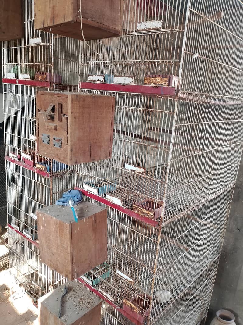 birds cage

                                                            alt=