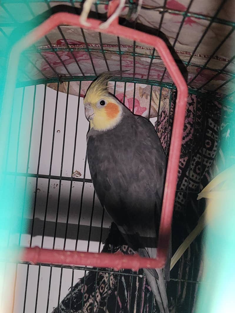 cocktail pair rare parrot in pakistan best price

                                                            alt=