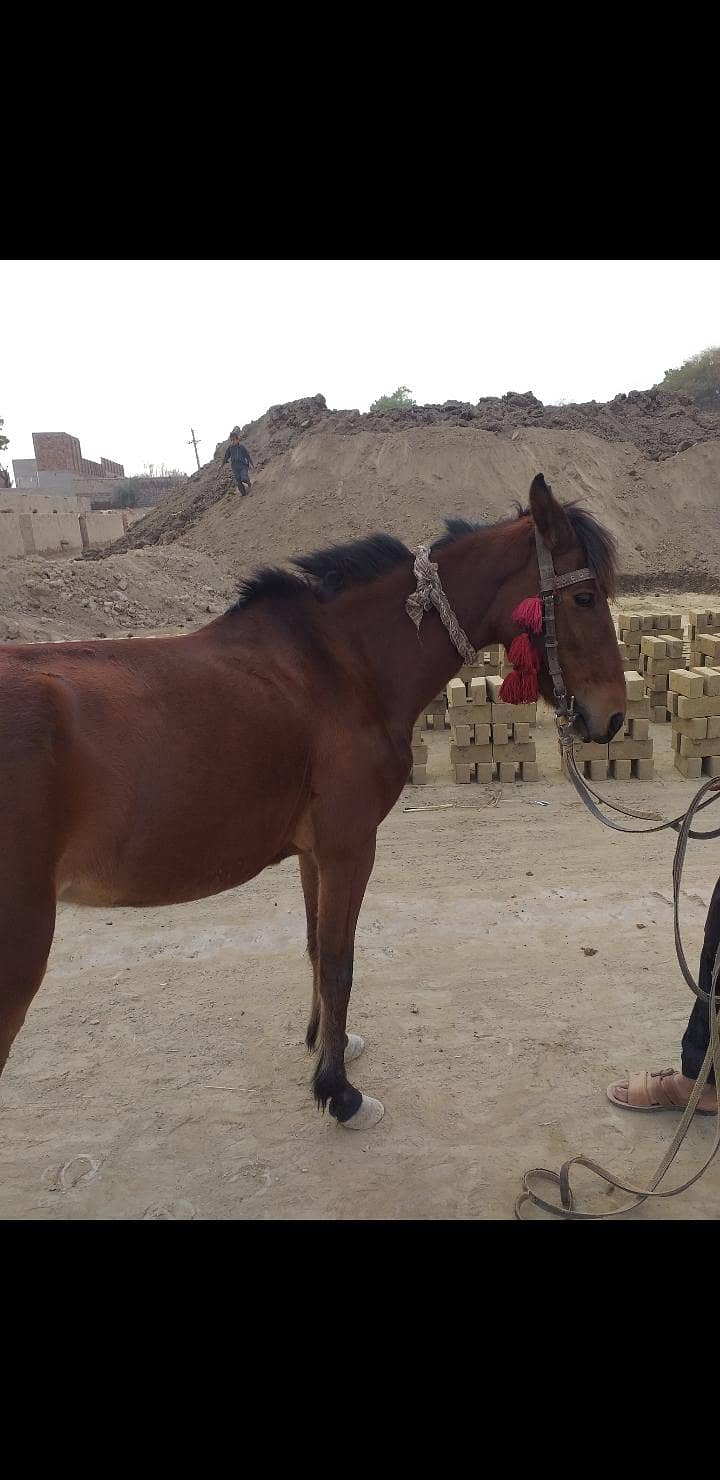 Horse available for Riding Only for Females. Ryk . Whatspp 03489860904

                                                            alt=