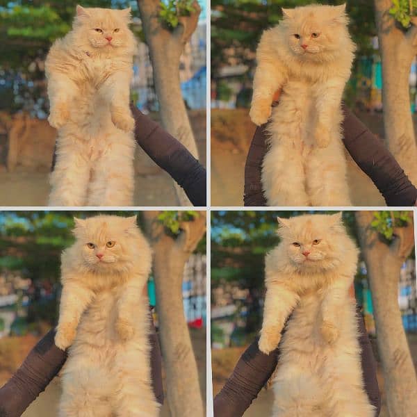 Persian punch face triple coated cat's and kitten's

                                                            alt=