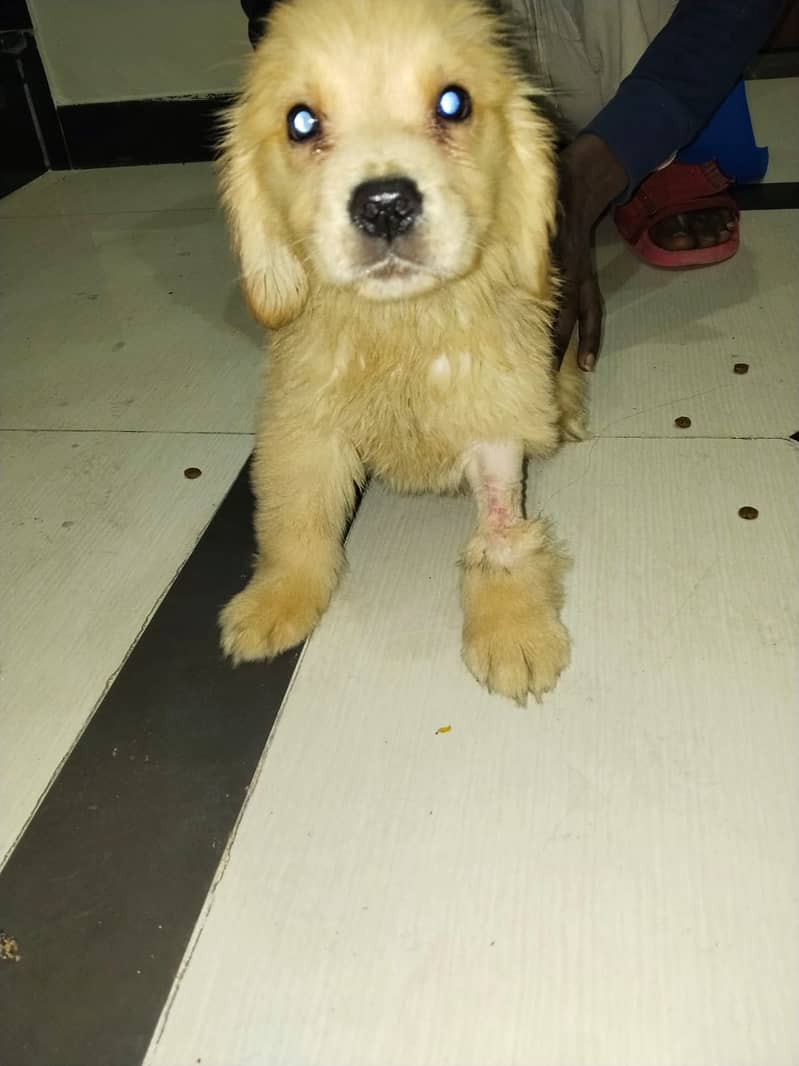 Retriever | Golden Retriever Puppies | pedigreed Golden Retriever pups

                                                            alt=