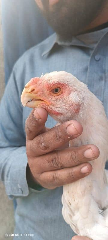 parrot big murga far sal my WhatsApp number 0328.079. 70.78

                                                            alt=