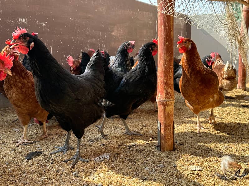 LOHMAN BROWN / FANCY BREED CHICKS / EGG LAYING HENS

                                                            alt=