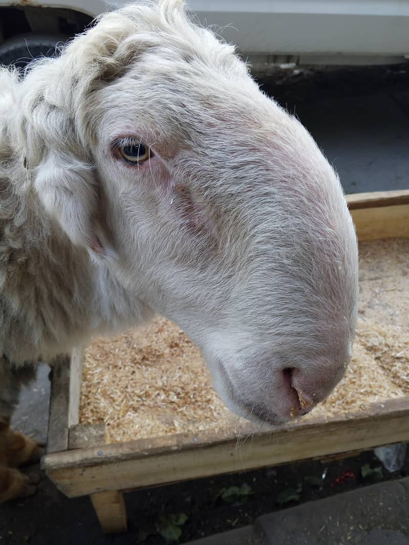 mundray jori for sale

                                                            alt=