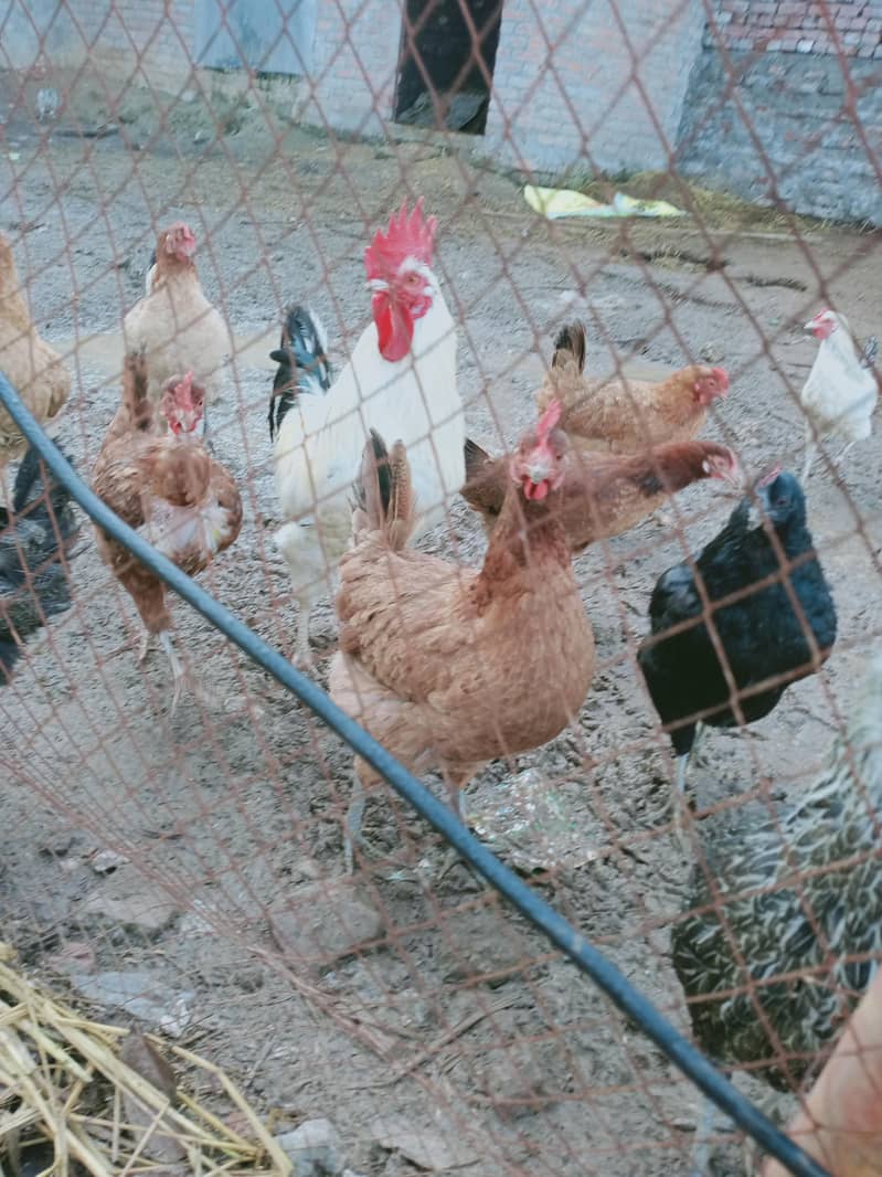 desi murgiyan

                                                            alt=