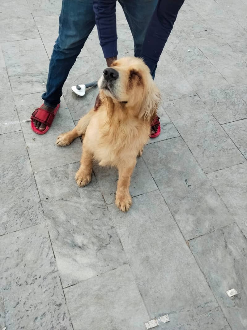 Golden Retriever Dog | pedigreed Golden Retriever Dog For Sale

                                                            alt=