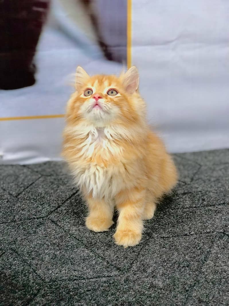 Persian kitten looking for a new home cash on delivery available

                                                            alt=