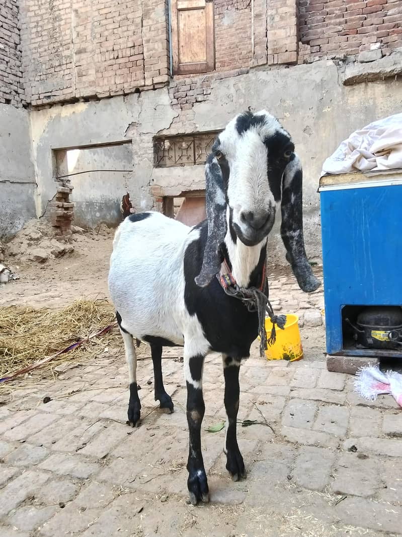 Black white goat

                                                            alt=