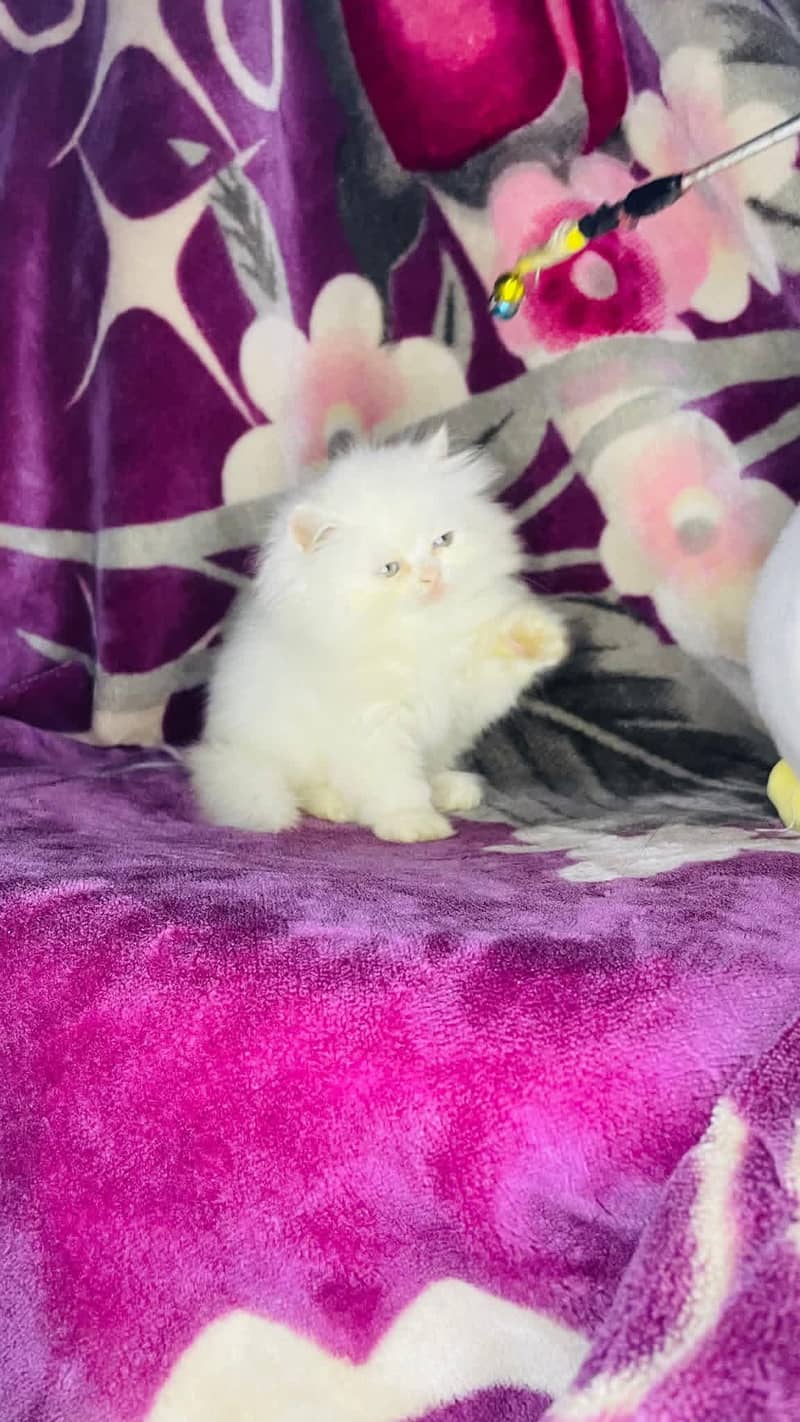 Persian good breed kittens avail. WhatsAp=03103699468

                                                            alt=