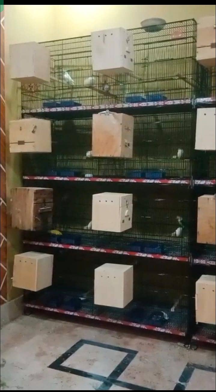 Bird Cages for sale

                                                            alt=