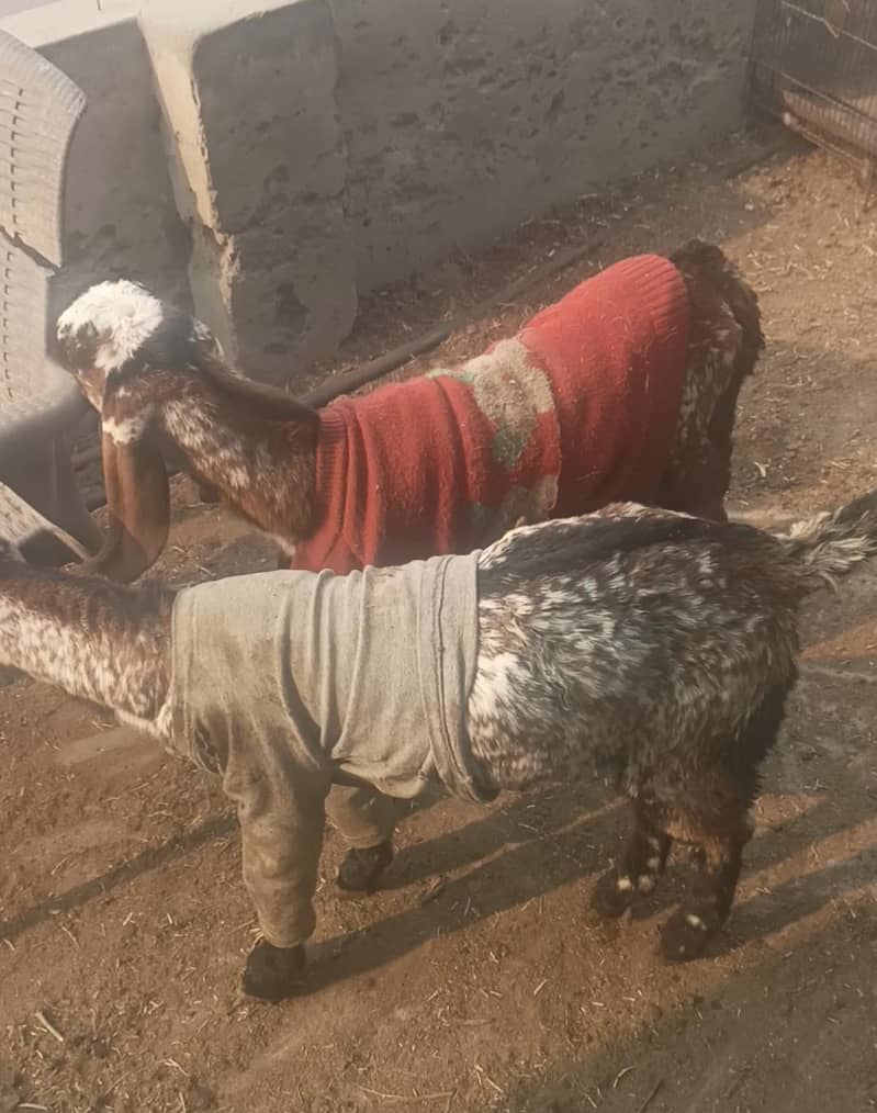 Desi goats | Makhi Cheeni bakry | Beetal | 03006669392

                                                            alt=