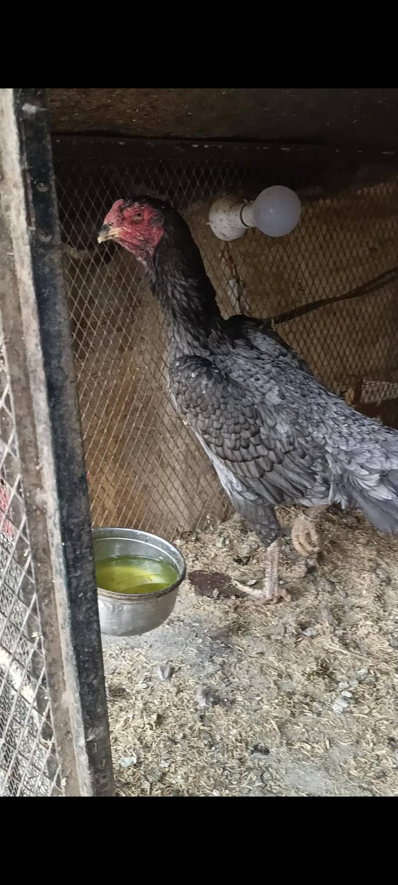 Pure German OH Shamo females

                                                            alt=