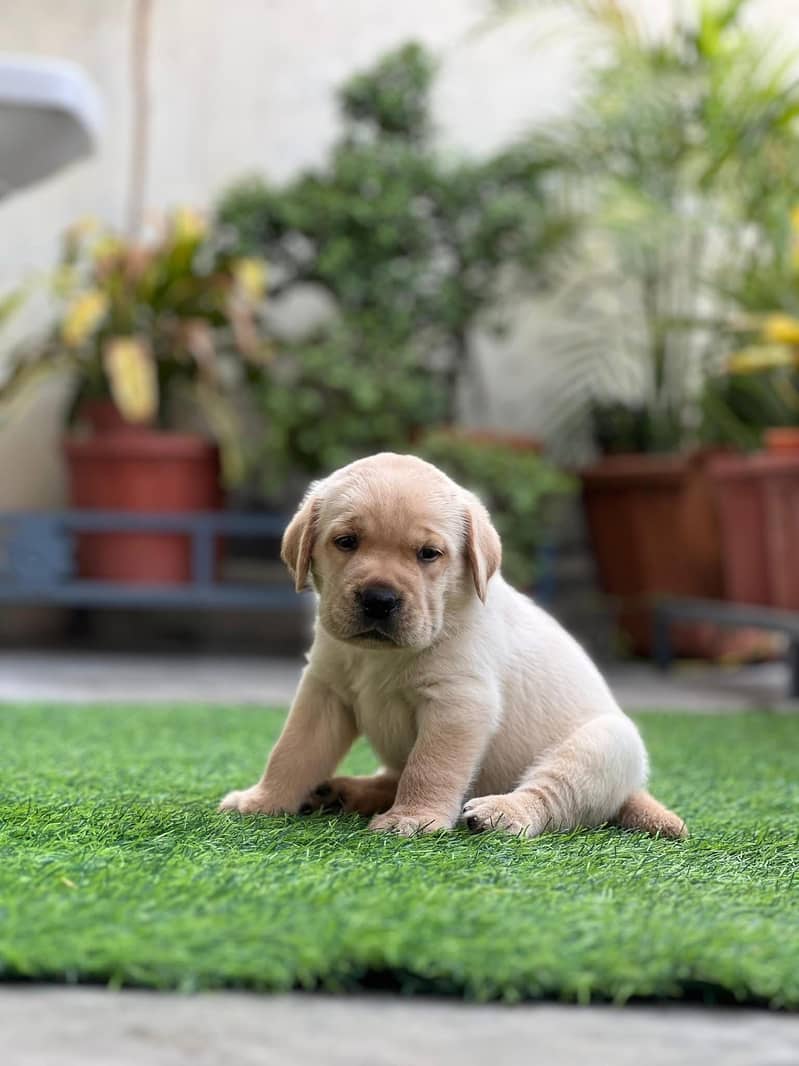 Pedigree extreme quality Labrador puppies

                                                            alt=