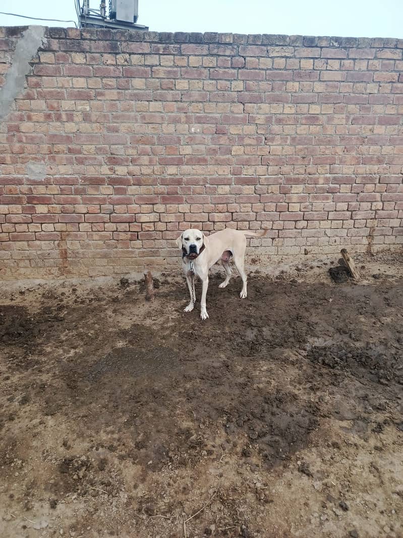 Bully Dog | Gultair Pupps | Security dog | Bully Pupps For sale

                                                            alt=