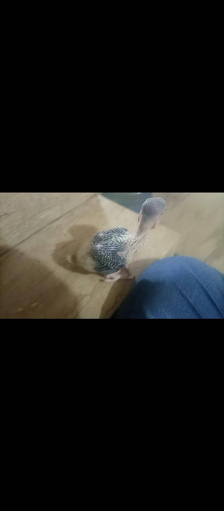 Raw Alexander Pahari chick

                                                            alt=