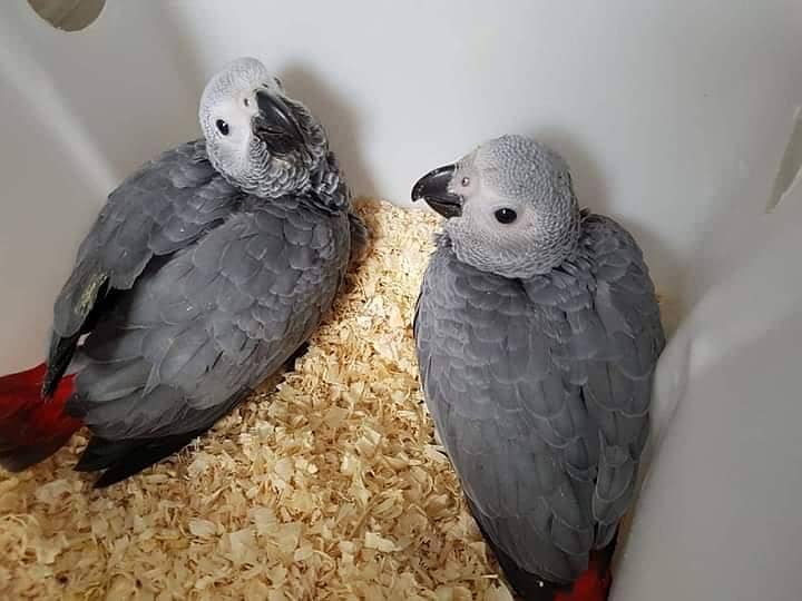 African grey parrot chicks for sale 03071267172

                                                            alt=