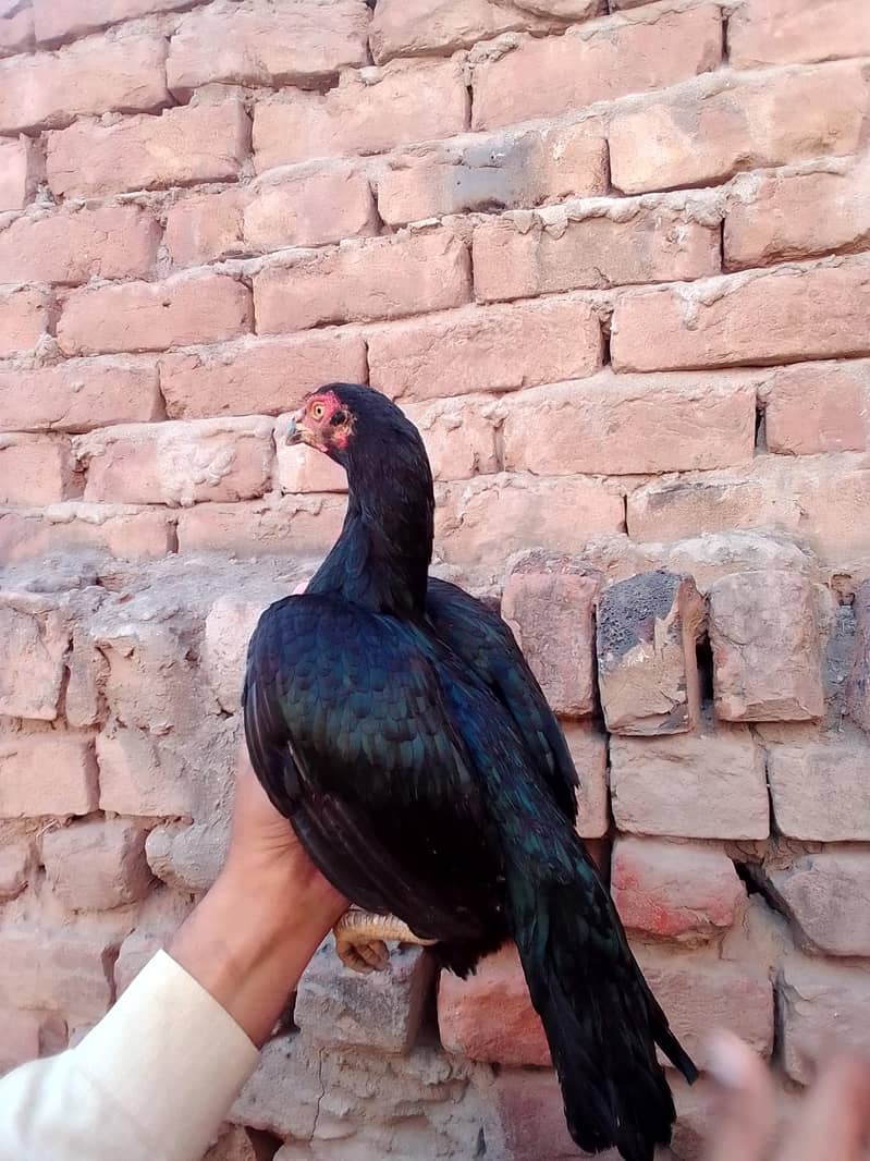 Aseel murge

                                                            alt=