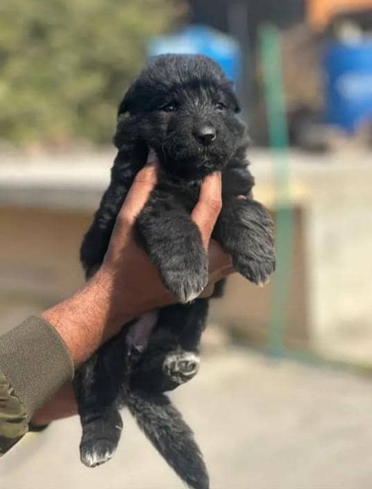 German shepherd puppies for sale / puppy / GSD pup / german sheph dog

                                                            alt=