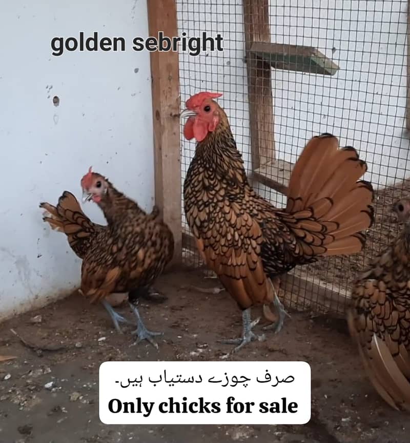 Fancy chicks / Golden buff / Turkey chicks / Aseel shamo / White silki

                                                            alt=