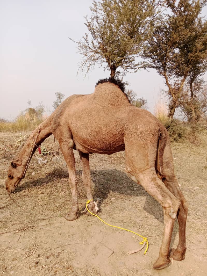 Qurbani camel for sale

                                                            alt=