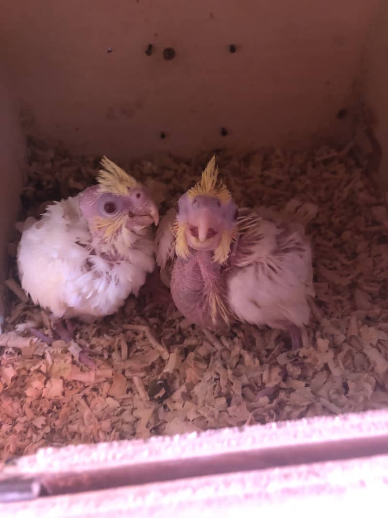 Cockatiel Chicks

                                                            alt=