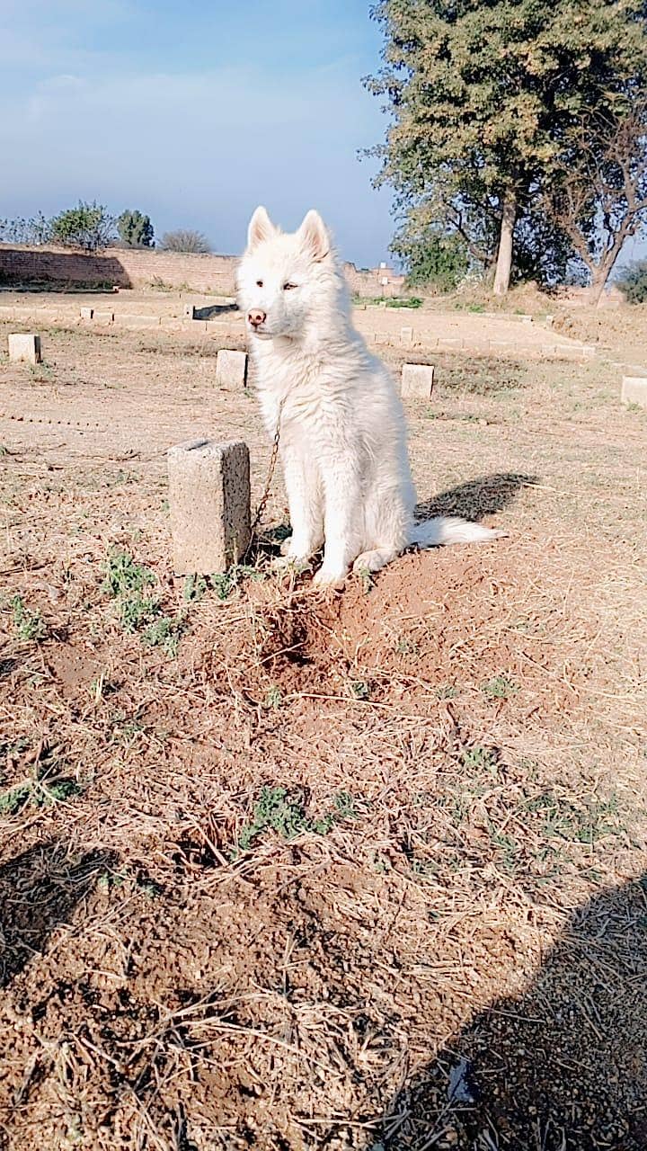 Siberian Husky Pet

                                                            alt=