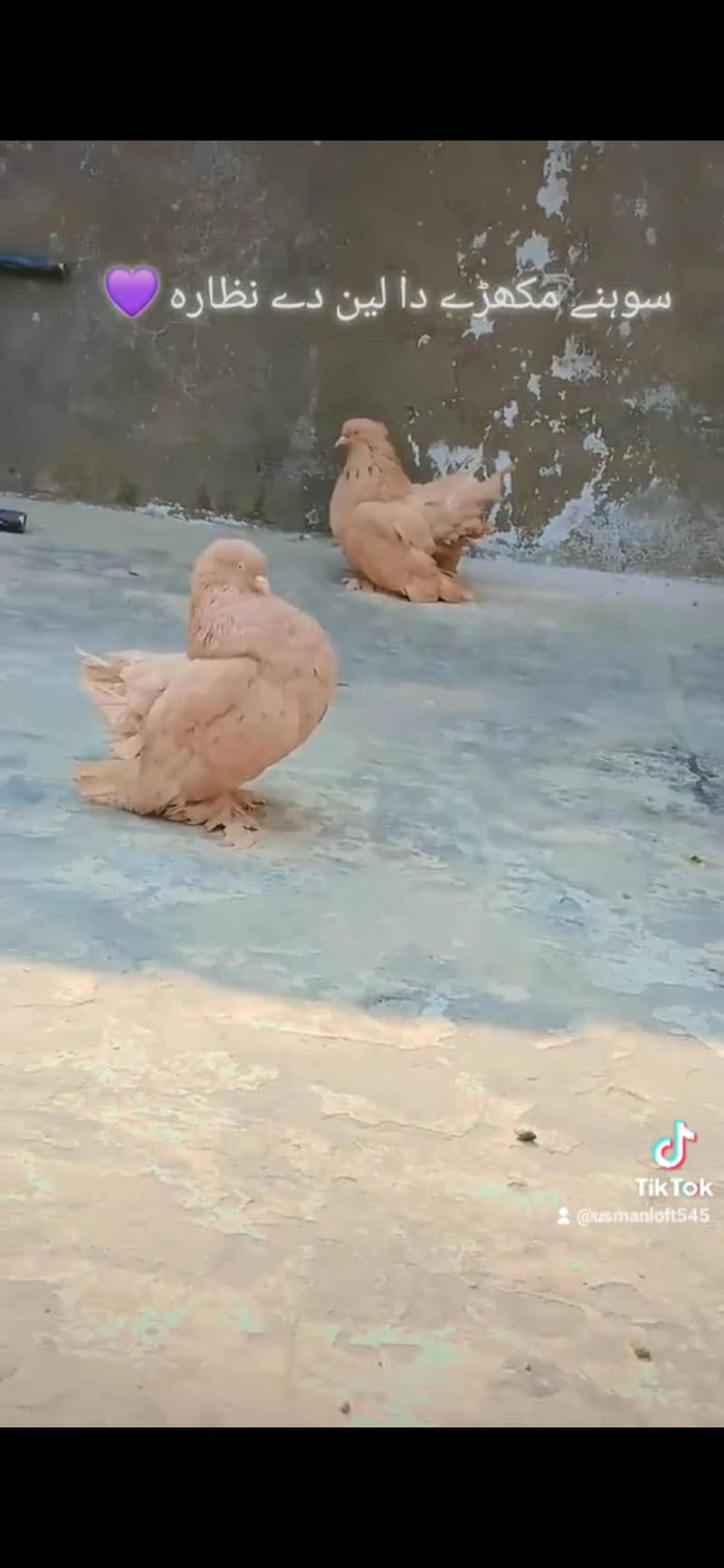 Yellow American breeder pair

                                                            alt=