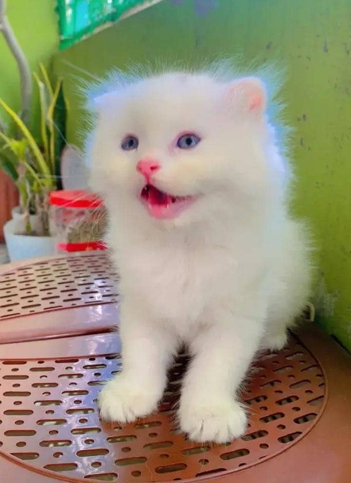 Persian female kitten for sale My WhatsApp number 03 20 24 100 47

                                                            alt=