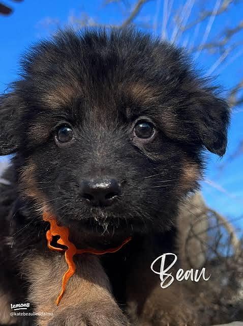 German shepherd puppies available for sale

                                                            alt=