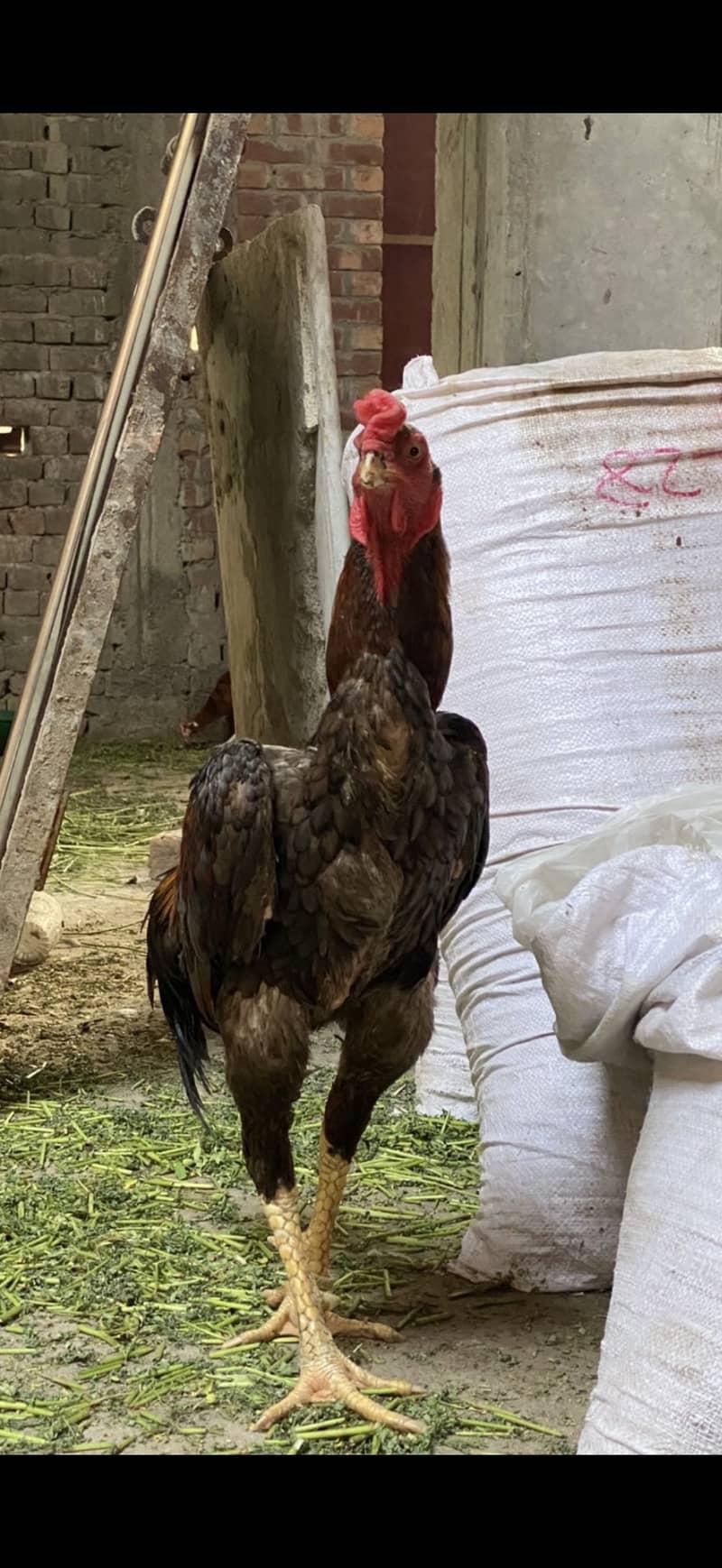 King Size Shamo Male | Aseel | Chicks | Shamo | shamo | O Shamo

                                                            alt=