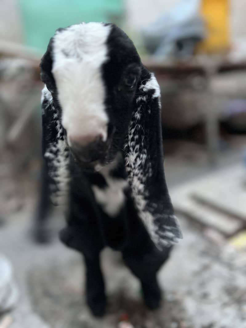 Nawab shah nasal kamori

                                                            alt=