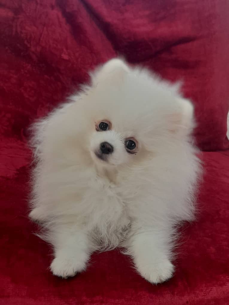 Pomeranian Dog | Pomeranian Puppy | Pure Breed Pomeranian For Sale

                                                            alt=