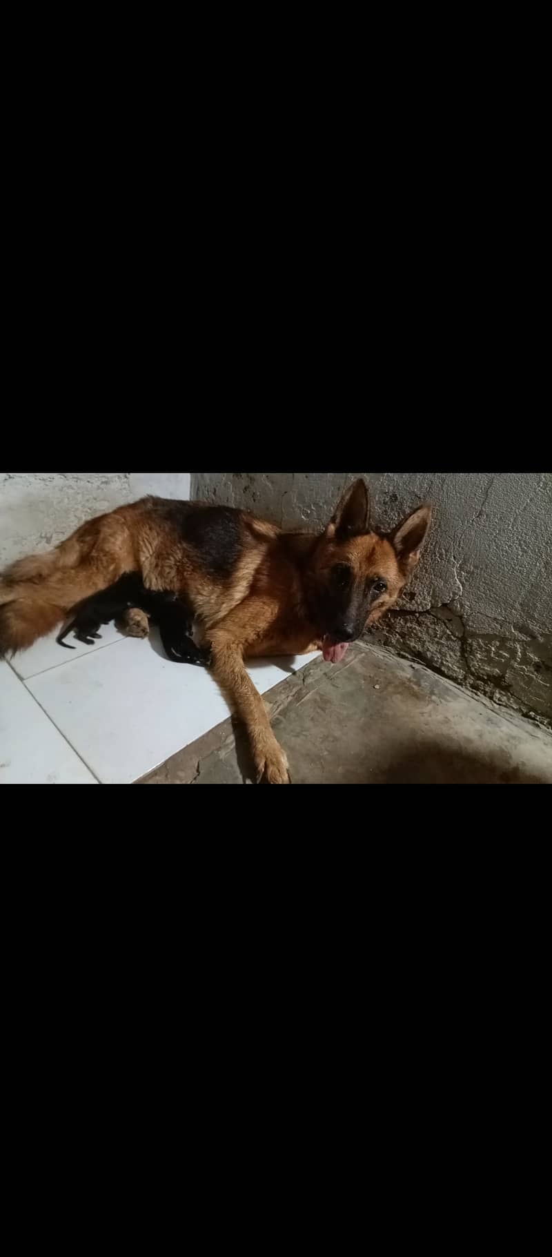 German Shepherd female for sale

                                                            alt=