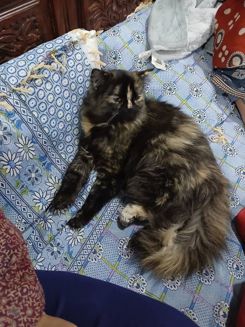 female Kitten | Persian Kitten | Triple Coated Kittens / Cat For Sale

                                                            alt=