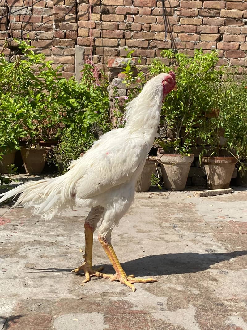 Aseel shamo | white shamo | Heera Chick | Coco shamo | Aseel | Chicks

                                                            alt=