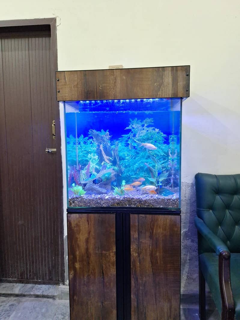 Fish and aquarium for sale 100 LTR Imported pumps and stone

                                                            alt=