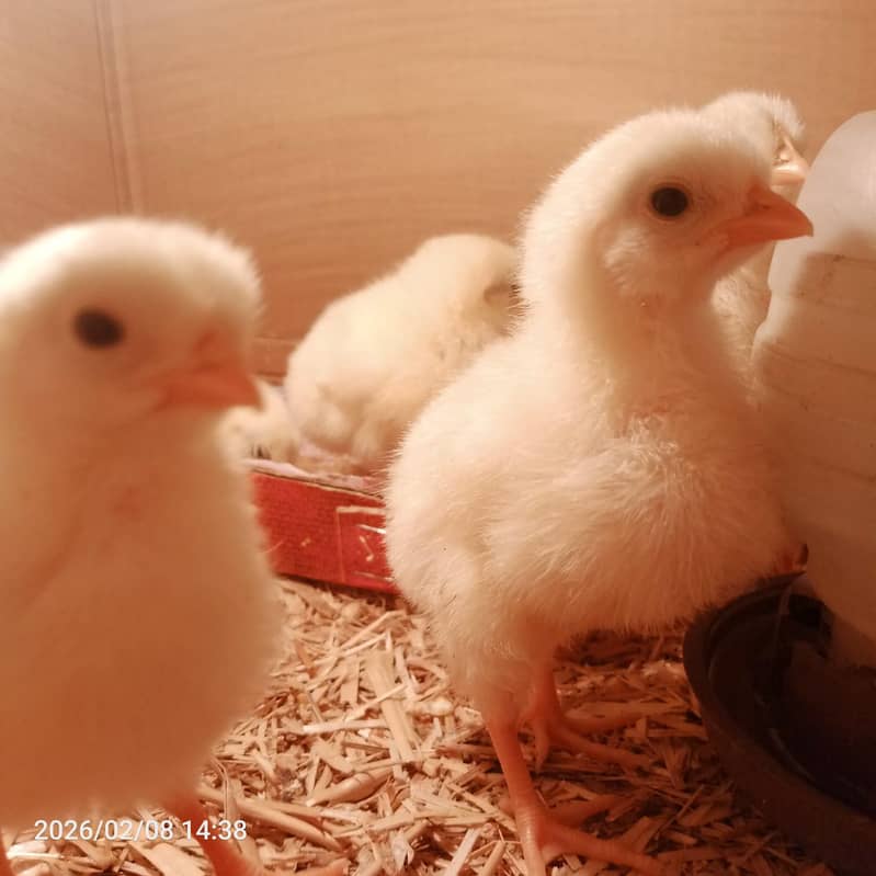 Golden Chicks

                                                            alt=