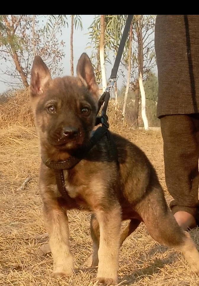 Alsatian bagiyadi full security dog male for sale

                                                            alt=