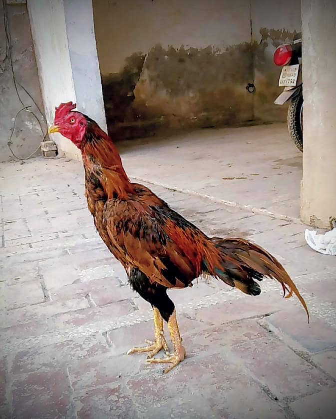 high quality peela zehreela aseel patha

                                                            alt=