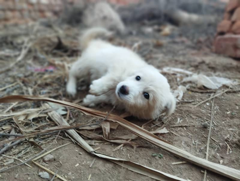 This is small cute dog 

                                                            alt=