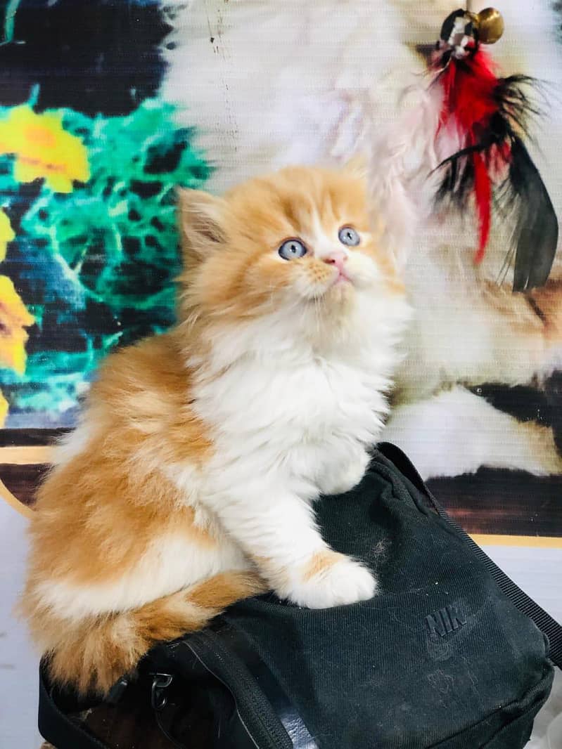 home delivery available Persian punch face cat kitten

                                                            alt=